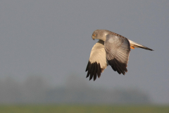 Blauwe kiekendief, waarschijnlijk  3e kj. ♂ 1-Texel 30-9-2011 b