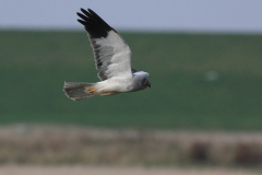 Blauwe kiekendief, adult ♂ 2-Eemshaven 5-11-2011 b