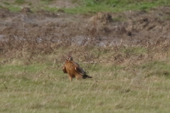 Blauwe kiekendief, 2e kj. ♀ Friesland-kust 7-1-2023