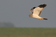 Blauwe kiekendief, waarschijnlijk 3e kj. ♂ Texel 30-9-2011