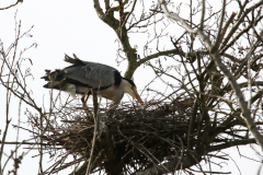 Blauwe reiger 1 Groningen-prov. 12-4-2023