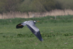 Blauwe reiger 1-Zuidlaardermeergebied 20-4-2019