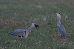 Blauwe reiger 2-Groningen-prov. 29-3-2011 a