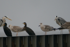 Blauwe reiger, Aalscholver en Grote mantelmeeuw-Eemshaven 25-12-2015 b