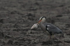 Blauwe reiger-Groningen-prov. 21-12-2016 b