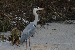 Blauwe reiger-Groningen-stad 12-2-2018 b