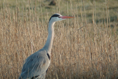 Blauwe reiger-Lauwersmeer 15-3-2005 b