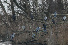 Blauwe reiger en Aalscholver-Lauwersmeer 20-12-2015 b