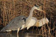 Blauwe reiger en Lepelaar-Lauwersmeer 27-3-2013 b