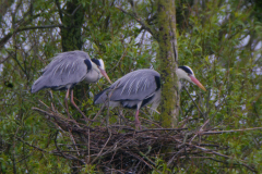 Blauwe reiger Lauwersmeer 28-4-2019 b