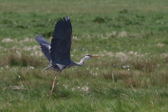 Blauwe reiger-Zuidlaardermeergebied 20-4-2019