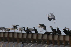 Blauwe reiger en Aalscholver-Eemshaven 21-3-2021