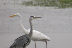 Blauwe reiger en Grote zilverreiger-Lauwersmeer 30-10-2006