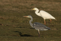 Blauwe reiger en Grote zilverreiger-Lauwersmeer 4-4-2015