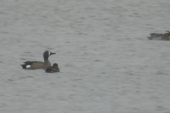 Blauwvleugeltaling 1-Lauwersmeer 4-5-2012 b