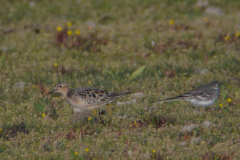 Blonde ruiter 1-Lauwersmeer 20-8-2012 b