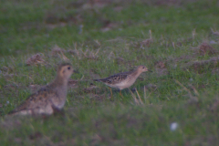 Blonde ruiter 1-Texel 13-10-2018 b