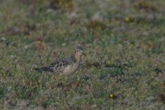 Blonde ruiter-Lauwersmeer 20-8-2012 b