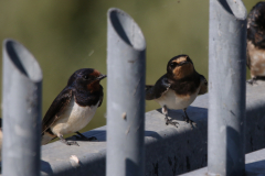 Boerenzwaluw, adult en juv. Zuidlaardermeergebied 2-9-2022