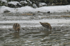 Bokje met Watersnip 1-Groningen-stad 7-1-2016 b