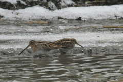 Bokje met Watersnip-Groningen-stad 7-1-2016 b