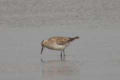 Bonapartes strandloper 1-Lauwersmeer 3-6-2009 a