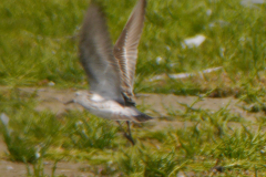 Bonapartes strandloper 1 Texel 26-7-2020