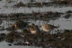 Bonapartes strandloper-Dannemeer 31-8-2016 a