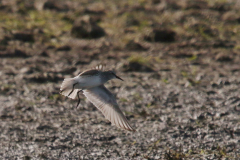 Bonapartes strandloper-Lauwersmeer 19-5-2023