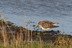 Bonapartes strandloper-Texel 4-10-2021