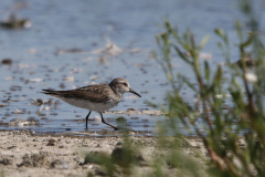 Bonapartes strandloper, adult, 1 Friesland-kust 13-8-2022