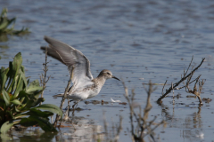 Bonapartes strandloper, adult, 2 Friesland-kust 13-8-2022