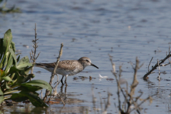 Bonapartes strandloper, adult, Friesland-kust 13-8-2022