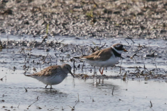 Bonapartes strandloper en Bontbekplevier-Lauwersmeer 19-5-2023