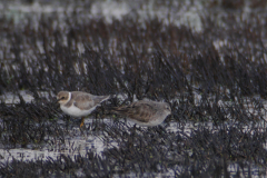 Bonapartes strandloper en Kleine plevier 1-Dannemeer 4-9-2016 b