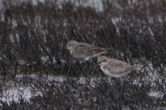 Bonapartes strandloper en Kleine plevier-Dannemeer 4-9-2016 b