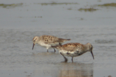 Bonapartes strandloper en  Bonte strandloper-Lauwersmeer 3-6-2009 b