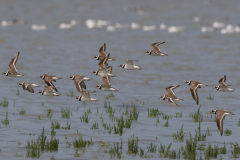 Bontbekplevier 1 Friesland-kust 11-8-2021