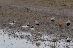 Bontbekplevier, Bonte - en Krombekstrandloper 1 -Lauwersmeer 22-5-2023