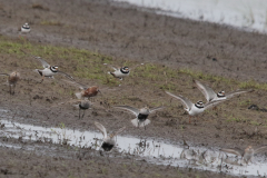 Bontbekplevier, Bonte - en Krombekstrandloper-Lauwersmeer 22-5-2023