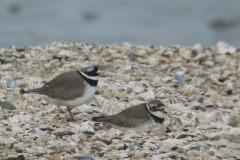 Bontbekplevier, waarschijnlijk ♂ en ♀ -Eemshaven 4-3-2012