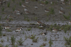 Bontbekplevier Friesland-kust 11-8-2021