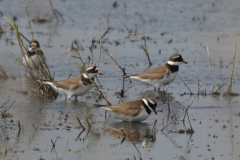 Bontbekplevier-Lauwersmeer 22-5-2023