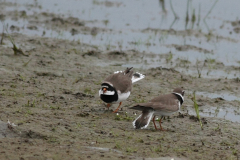 Bontbekplevier-Lauwersmeer 29-5-2010 b