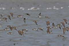 Bontbekplevier en Bonte strandloper 2 Friesland-kust 11-8-2021