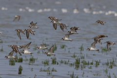 Bontbekplevier en Bonte strandloper Friesland-kust 11-8-2021