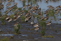 Bontbekplevier en Bonte strandloper Friesland-kust 23-8-2021