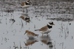 Bontbekplevier en Kleine strandloper-Lauwersmeer 22-5-2023