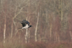 Bonte kraai 1-Lauwersmeer 28-12-2009