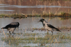 Bonte kraai 2-Lauwersmeer 28-12-2009